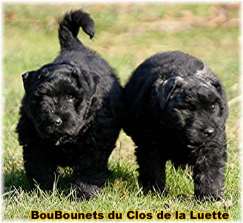 DU CLOS DE LA LUETTE SITE WEB ELEVAGE DU CLOS DE LA LUETTE SPECIALISE POUR LE BOUVIER DES FLANDRES COPYRIGHT DEPOSE